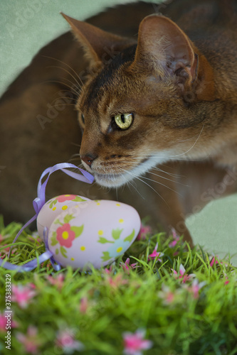 Abessinier an Osterdeko photo