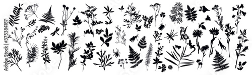 Set of silhouettes of botanical elements and insects. Herbarium. Grass, flowers, wild plants. Beetle, lizard, dragonfly. Vector illustration on white background