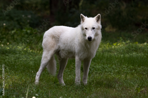 white wolf canis lupus