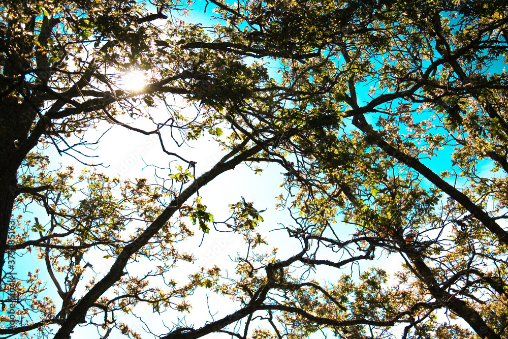 Fototapeta premium Sun shining through the trees