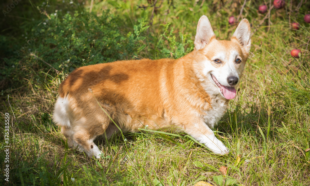 Nice dog of Corgi breed for a walk . The life of dogs. Pet are best friend 