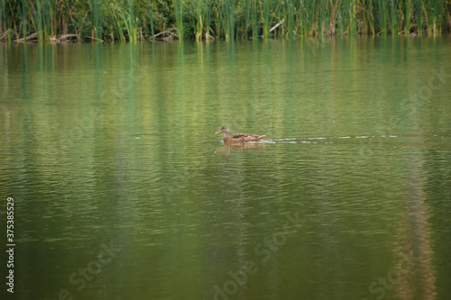 Duck swimming in the blue lake