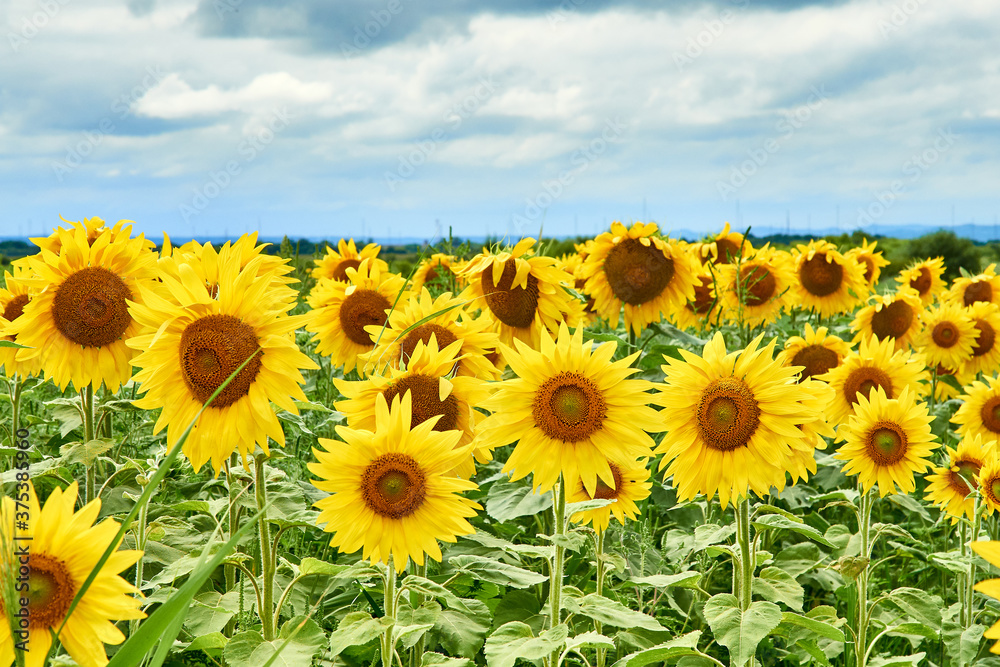 Fototapeta premium A field with bright yellow sunflowers against a cloudy sky.