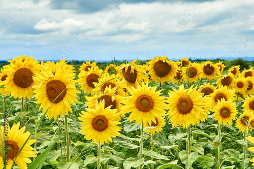 A field with bright yellow sunflowers against a cloudy sky.