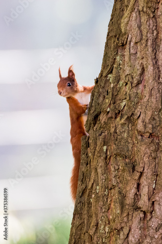 Eichhörnchen © Eduard Stebner