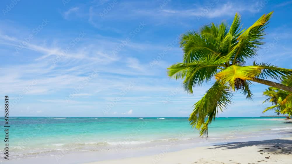 Palm tree on the beach landscape. Summer sunny vacation on the sea. Crystal clear sea water and clear wild beach background. Palm tree on the beach landscape. Summer sunny vacation on the sea. Crystal clear sea water and clear wild beach background.