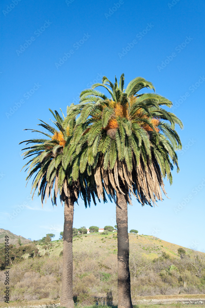 Obraz premium 椰子の木