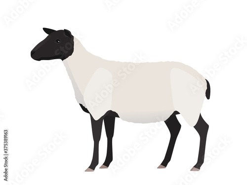 Vector illustration of female sheep. Farm animal  domestic small cattle  isolated on white.  