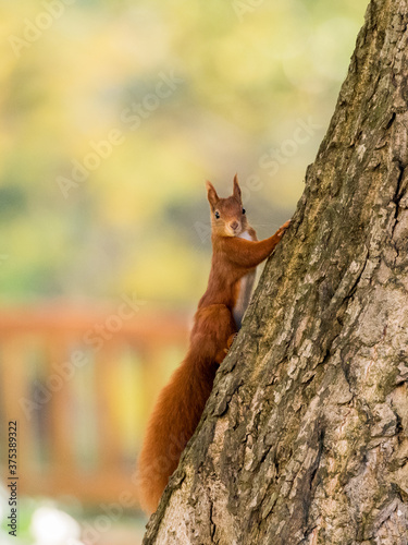 Eichhörnchen © Eduard Stebner