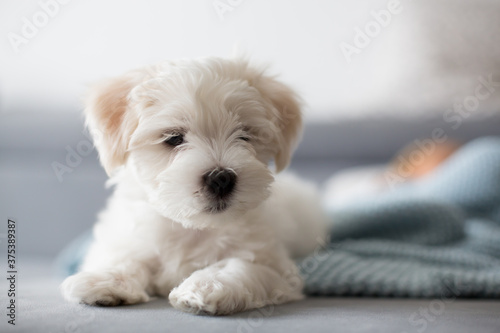 Cute little maltese dog puppy, sitting on the couch at home, looking at camera photo
