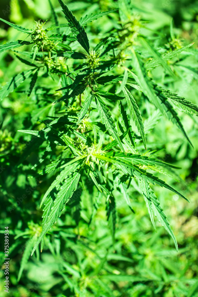 Hemp bush growing on the street, top view, summer Hemp bush growing on the street, top view, summer