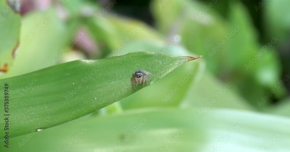 clip showing a white-banded house jumper, Hypoblemum scutulatum, on a leaf turning towards the camera clip showing a white-banded house jumper, Hypoblemum scutulatum, on a leaf turning towards the camera