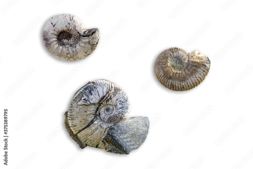 Ancient fossil cephalopod mollusc Ancient fossil cephalopod mollusc