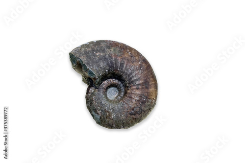 Ancient fossil cephalopod mollusc