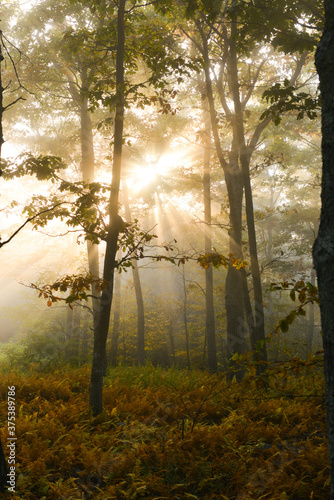 Morning sunlight beams into the foggy forest