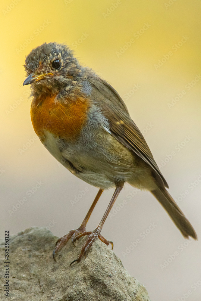 Fototapeta premium A European robin (Erithacus rubecula)