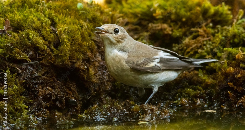 A european pied flycatcher (Ficedula hypoleuca) A european pied flycatcher (Ficedula hypoleuca)