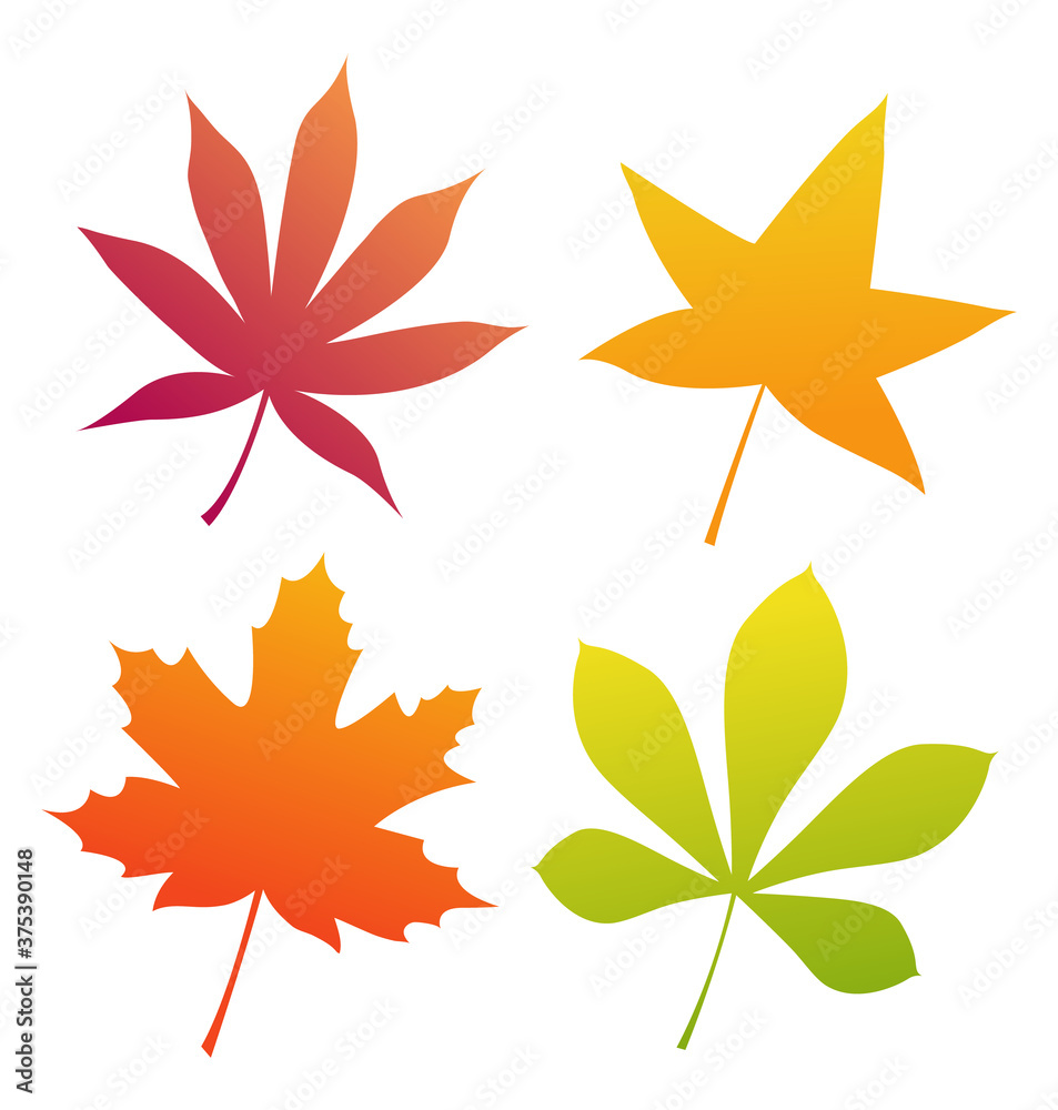 Set of autumn leaves of different colors. Isolated leaves on a white background. Vector illustration. Set of autumn leaves of different colors. Isolated leaves on a white background. Vector illustration.