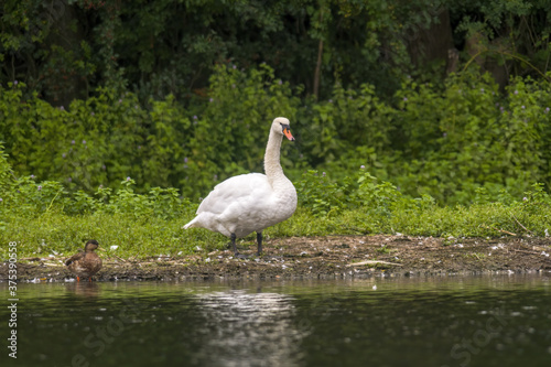 a Young swan swims elegantly on a pond