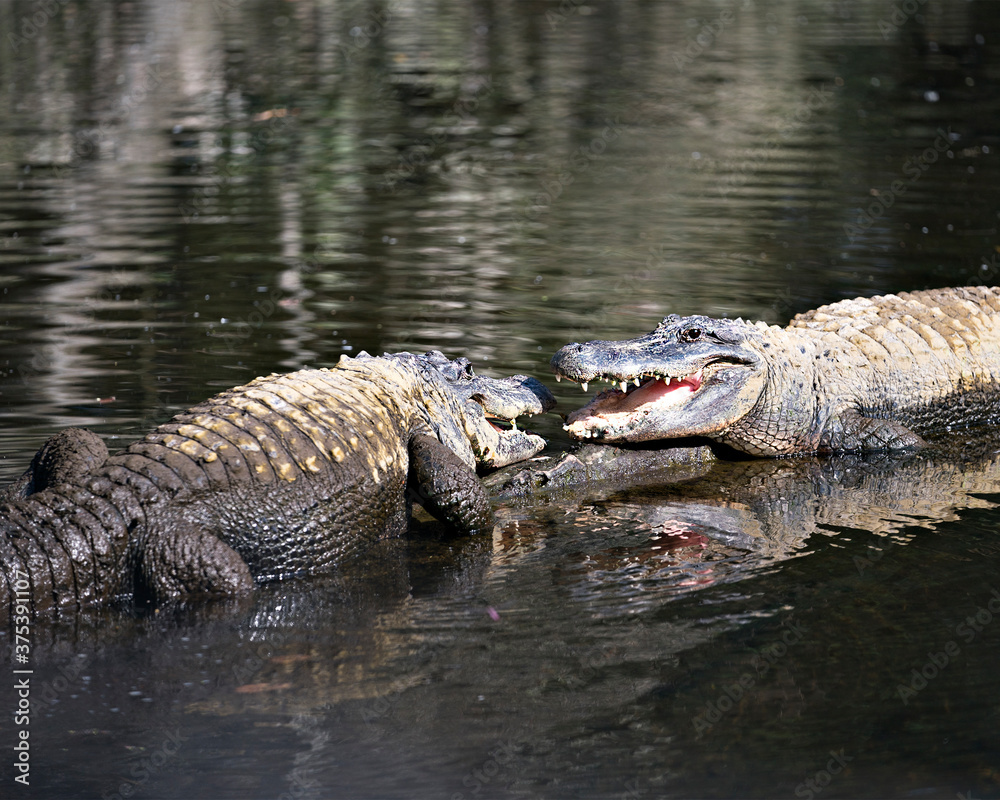 Alligator Stock Photos. Alligator couple close-up profile view displaying heads, teeth, noses, eyes, tail, paws, in their surrounding and environment. Image. Portrait. Picture. Alligator Stock Photos. Alligator couple close-up profile view displaying heads, teeth, noses, eyes, tail, paws, in their surrounding and environment. Image. Portrait. Picture.