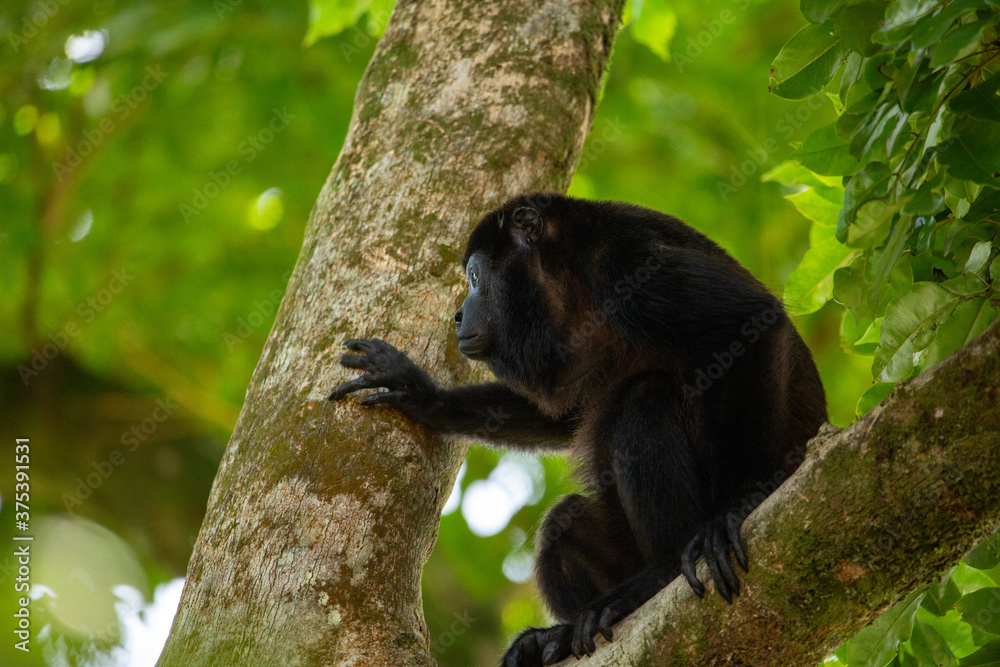 Mantled Howler Monkey in a tree