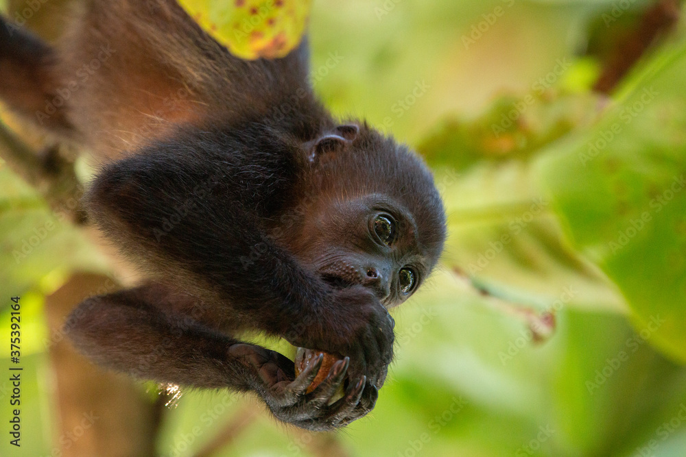 Fototapeta premium Baby Mantled Howler Monkey in a tree eating fruit