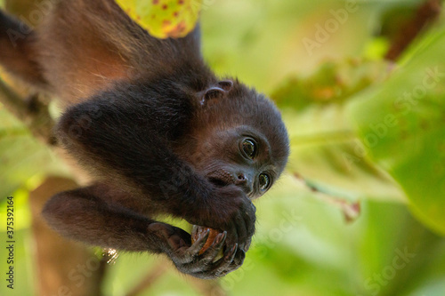 Baby Mantled Howler Monkey in a tree eating fruit