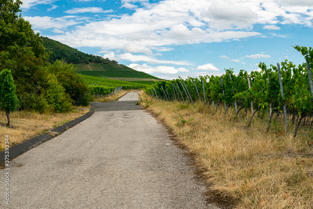 road in the Vineyard 