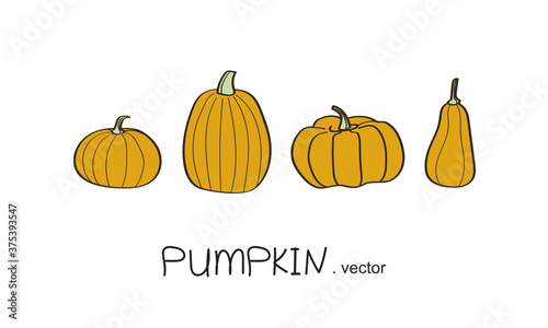 Autumn orange pumpkin of different types on a white background.Vector drawing.