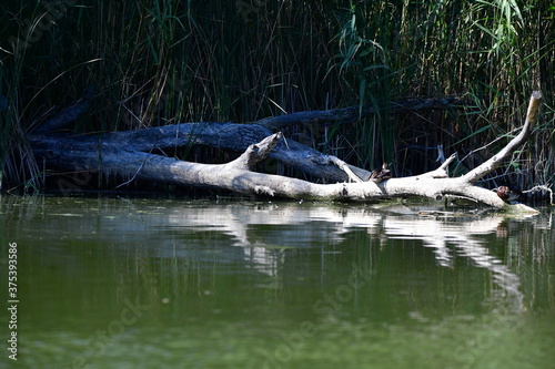 wild ducks swim on the river © Elena Bandurka