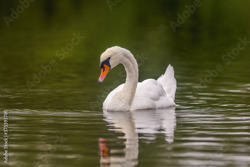 a Young swan swims elegantly on a pond