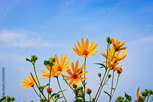 Bright yellow flowers of Jerusalem artichoke on a background of blue sky. Selective focus. photo