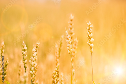 A golden wheat field. Agricultural valuable crop. Selective focus.