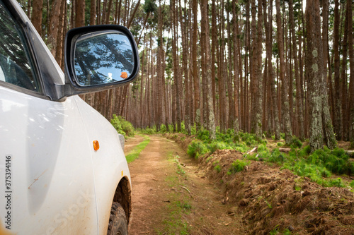 Side view of a 4x4 jeep or truck on a dirt track, heading into the pine forest © Kristof