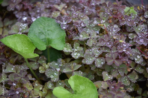 Hojas de planta violeta y tréboles mojadas por la lluvia