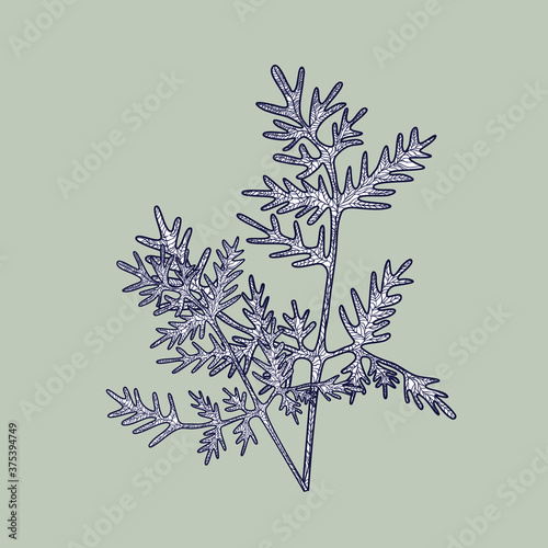 Bouquet of flower on white background. Linear vector illustration.