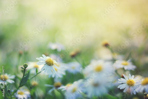 Morning daisy flower bed in light and soft tone to warm welcome of coming spring and summer.  A soft and blurred image with copy space for emotional nature background or wallpaper. © namsai