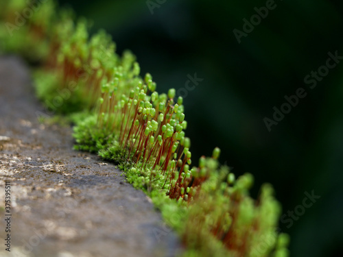 Close up shot of moss sporangia on a wall surface photo