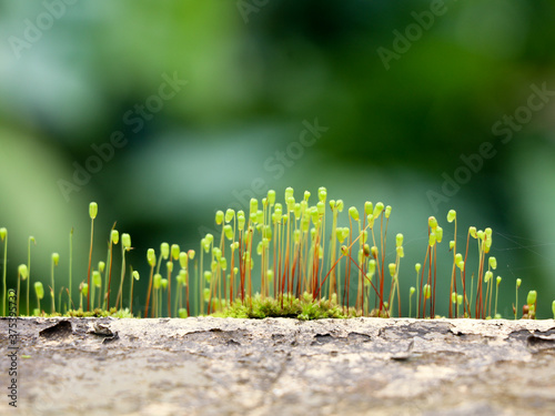 Close up shot of moss sporangia on a wall surface