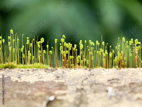 Close up shot of moss sporangia on a wall surface