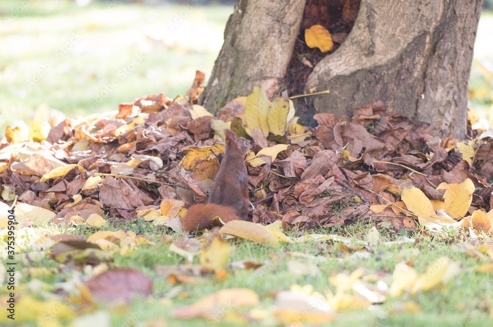 Obraz premium Eichhörnchen