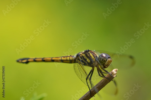 Golden brown dragonfly on shiny morning background