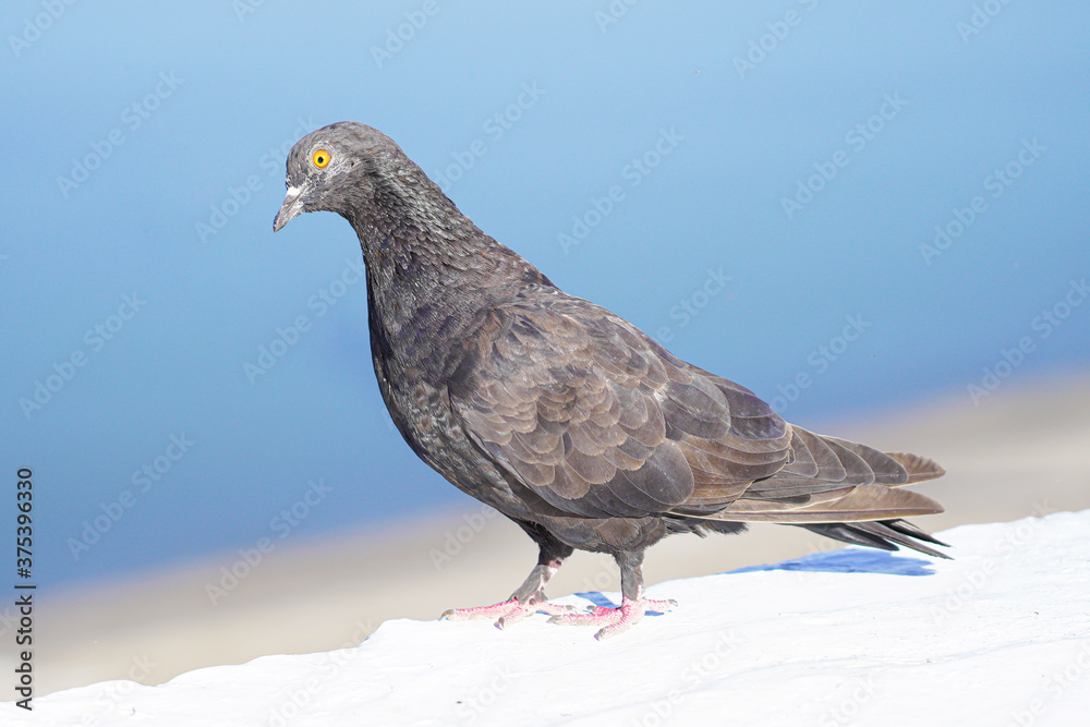 Pigeon was standing by the river. Pigeon was standing by the river.