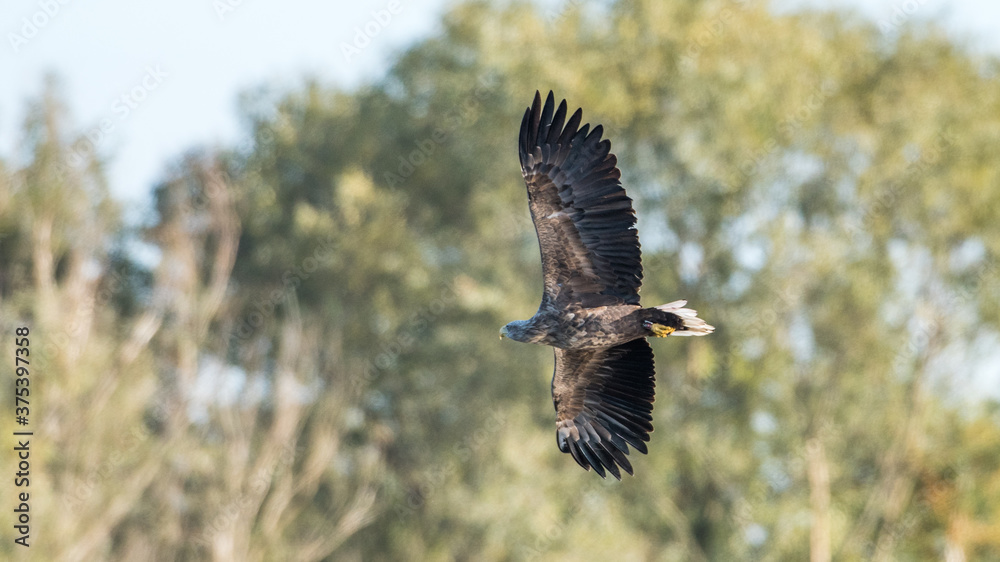 Obraz premium Seeadler