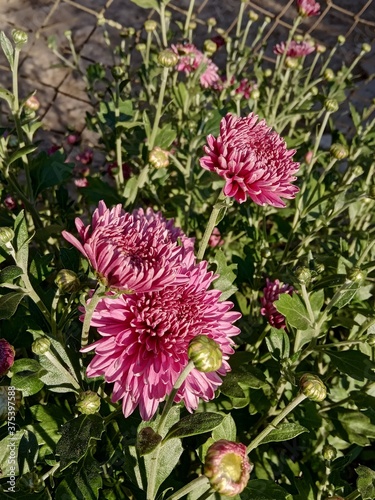 pink dahlia flower