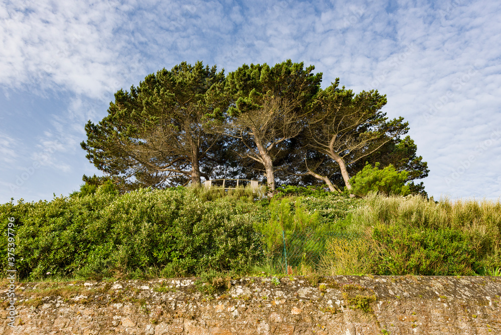 parasol pines along walking path in Dinard, brittany, France 