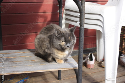 cat