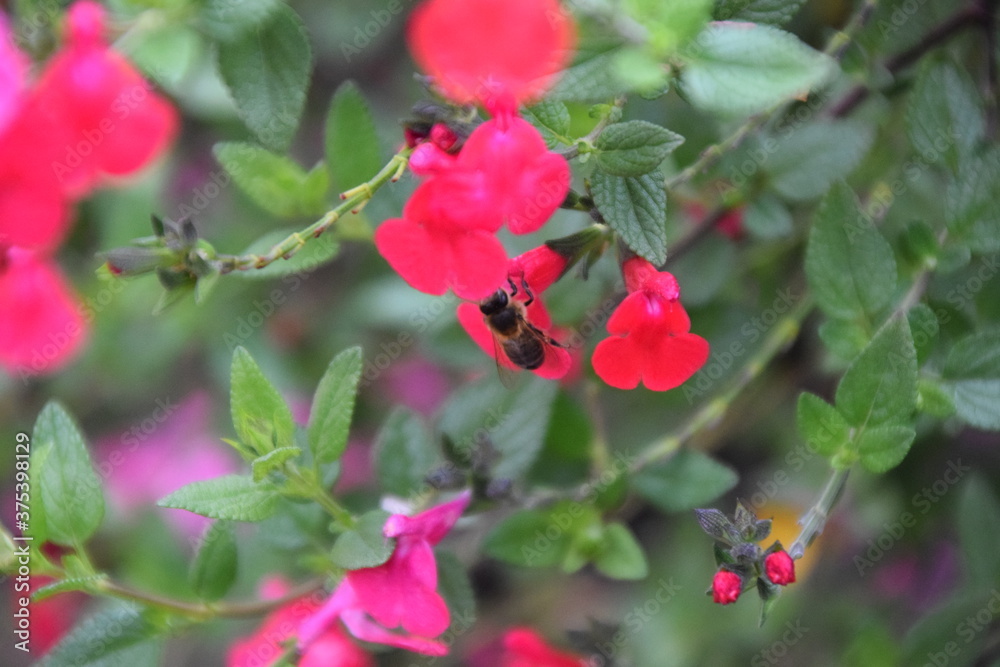Arbusto con pequeñas flores rosas y abeja Arbusto con pequeñas flores rosas y abeja