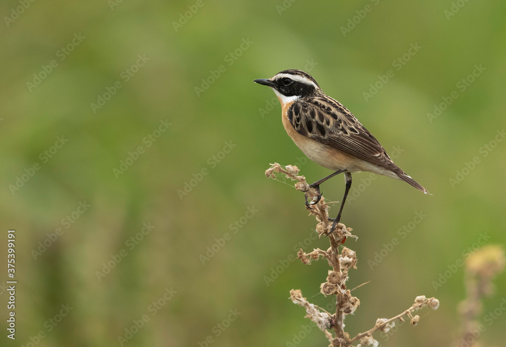 Whinchat perched on a twig, Bahrain Whinchat perched on a twig, Bahrain