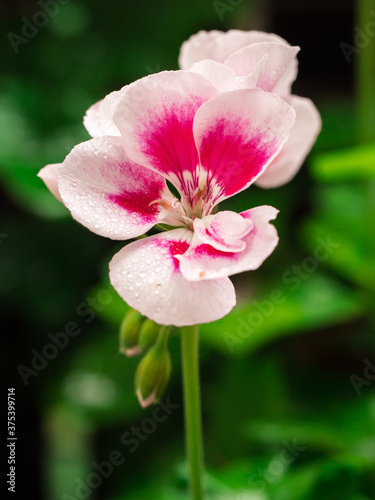 Kwiaty ogrodowe  Garden flowers 